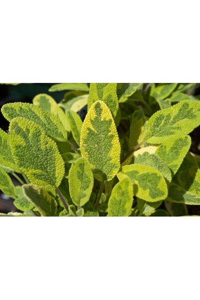 Рослина з варієгатним листям для вашого саду.