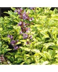 Шавлія лікарська Варієгата | Шалфей лекарственный Вариегата | Salvia officinalis Variegata