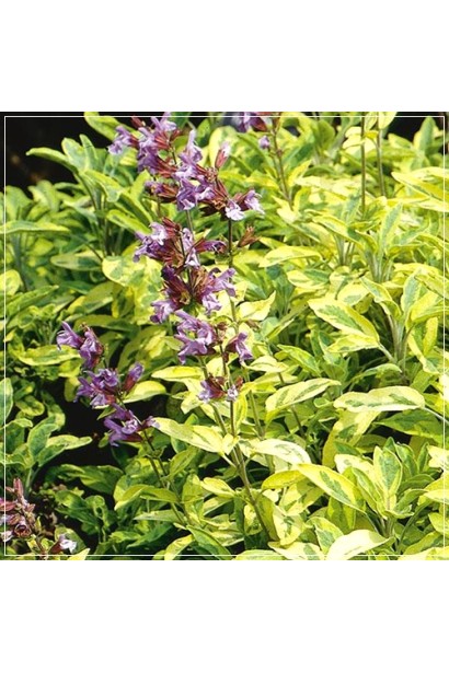 Шавлія лікарська Варієгата для естетики та здоров’я.