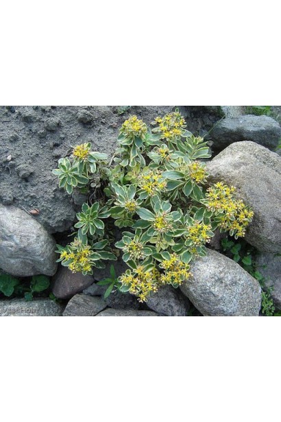 Sedum kamtschaticum Variegata - багаторічник із зеленими листками з жовтими плямами.