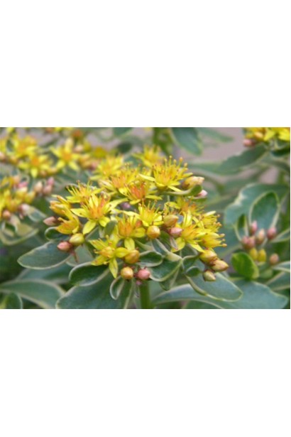 Очиток камчатський Варієгата - красиво квітучий сукулент з м’якими жовтими квітами.