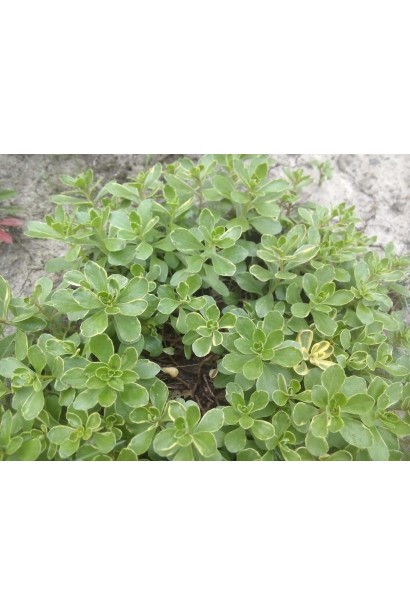 Очиток камчатський Варієгата - ґрунтопокривна рослина з варієтним листям