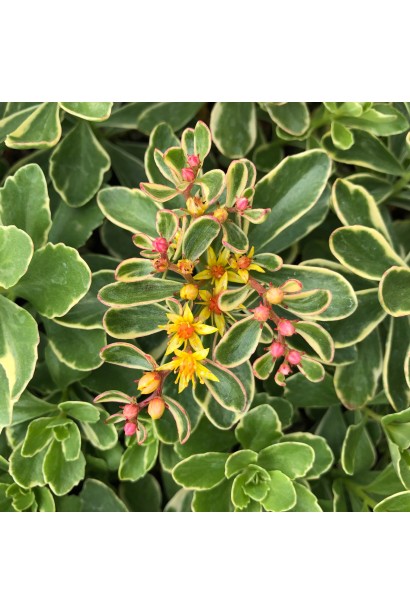 Sedum kamtschaticum Variegata - прекрасний варієтний сорт для кам’янистих садів і клумб