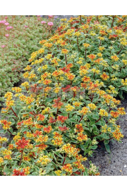 Очиток камчатський - рослина, що утворює гарний килим на клумбах та рокаріях