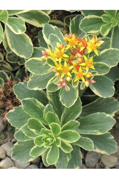 Очиток камчатський Варієгата - низькоросла рослина з яскравим листям, що прекрасно виглядає в садах