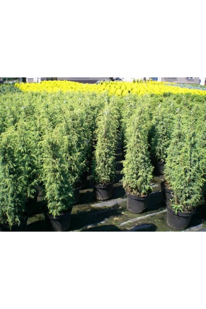 Саджанці Ялівцю Хіберніка в контейнерах в садовому центрі