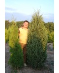 Ялівець звичайний Хіберніка | Можжевельник обыкновенный Хиберника | Juniperus communis Hibernica