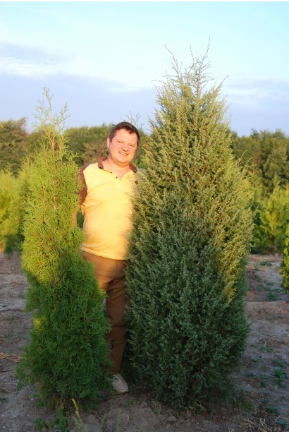 Ялівець звичайний Hibernica