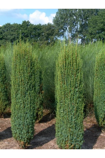 Ялівець колоновидний Хіберніка