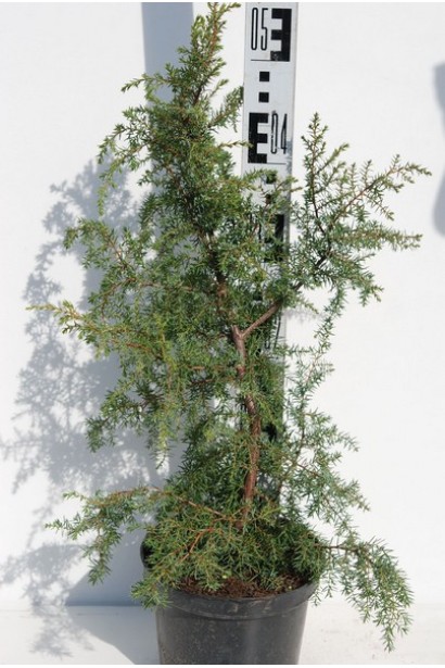Ялівець Хіберніка в горщику 5 л, висота 40-50 см