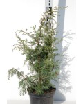 Можжевельник обыкновенный Хиберника | Ялівець звичайний Хіберніка | Juniperus communis Hibernica