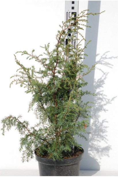 Ялівець звичайний Хіберніка 30-50 см в горщику 5 л