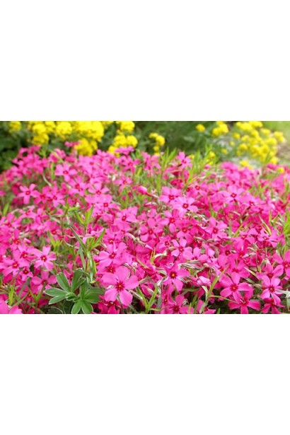 Яскраві квіти флокса шилоподібного Скарлет Флейм в садовому дизайні.