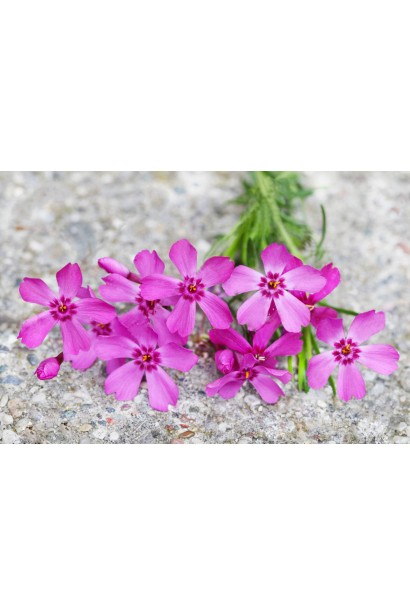 Флокс Скарлет Флейм