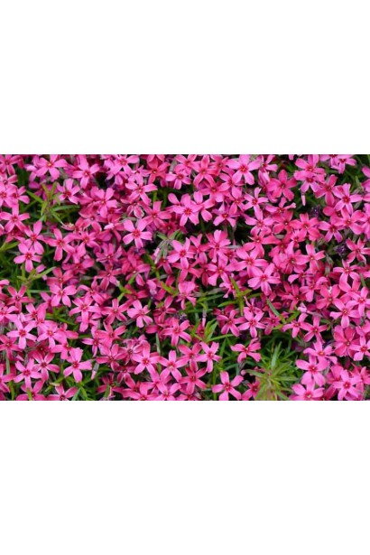 Рожевий килим флокса Скарлет Флейм під час весняного цвітіння.