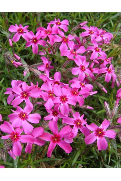 Насичено-рожеві квіти флокса шилоподібного Скарлет Флейм на клумбі.