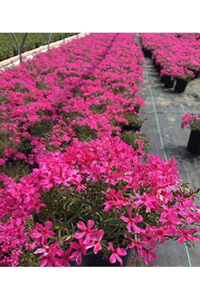 Флокс Скарлет Флейм