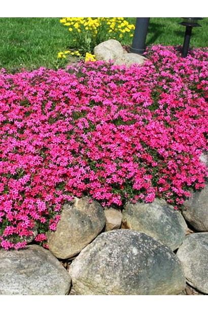 Яскравий флокс Скарлет Флейм серед декоративного каміння.