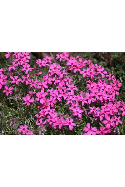 Флокс Скарлет Флейм із насичено-рожевими квітами прикрашає сад.