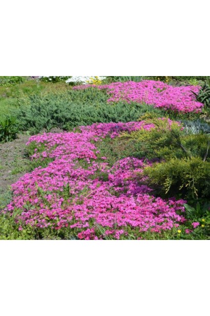 Phlox subulata Scarlet Flame розквітає пишним килимом.