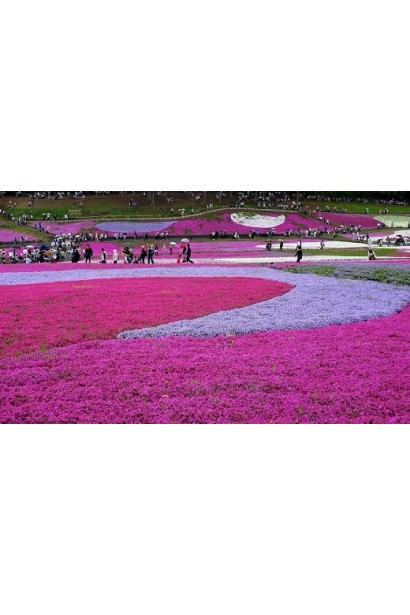 Phlox subulata Scarlet Flame