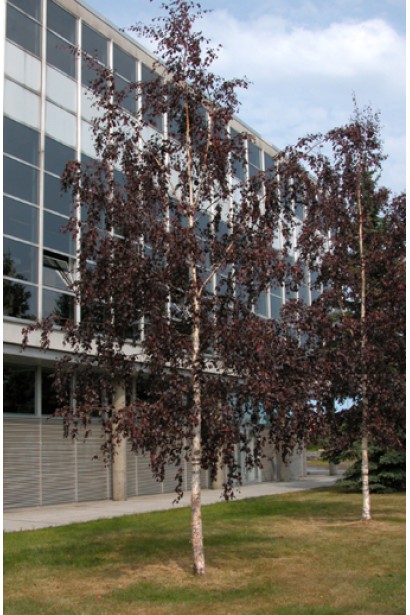 Береза повисла Пурпуреа