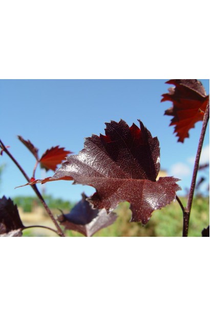 Коричнево-червоне листя берези Пурпуреа