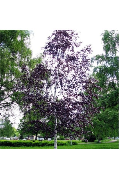 Береза Пурпуреа пірамідальна форма крони