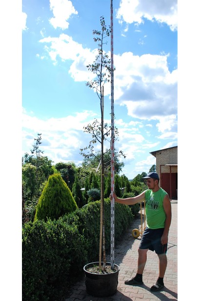 Береза Пурпуреа в контейнері в садовому центрі