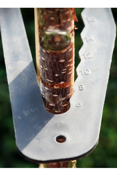 Береза бородавчаста Пурпуреа обхват стовбура 6-8 см