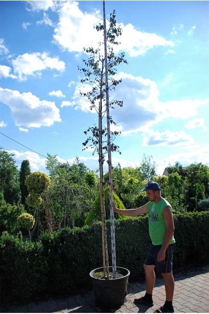 Береза бородавчаста Пурпуреа в горщику