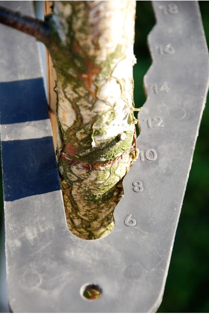 Береза бородавчаста Purpurea обхват стовбура 8-10 см