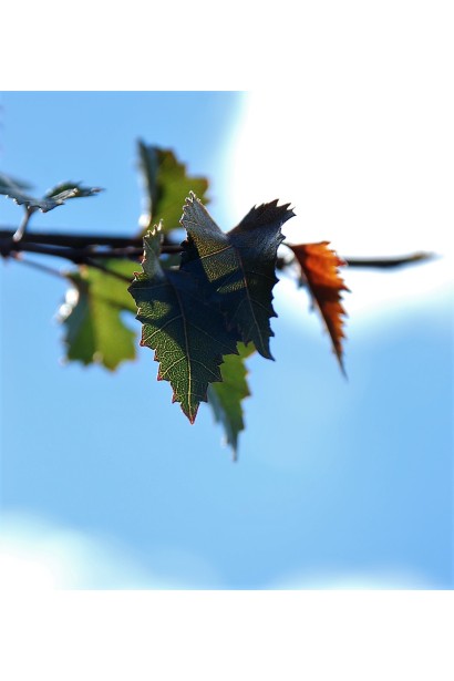 Береза Purpurea форма листя