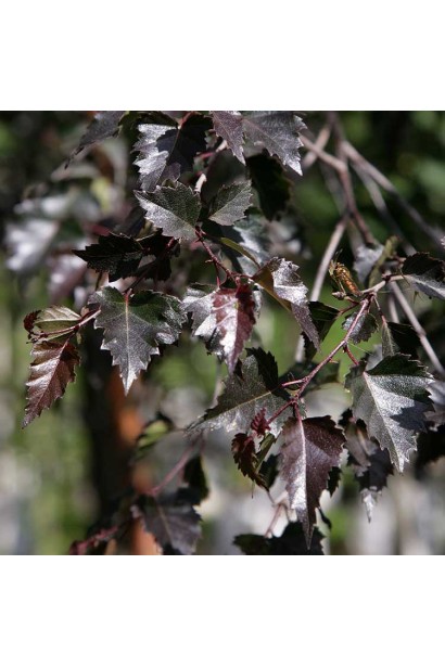 Береза пендула Пурпуреа колір листя