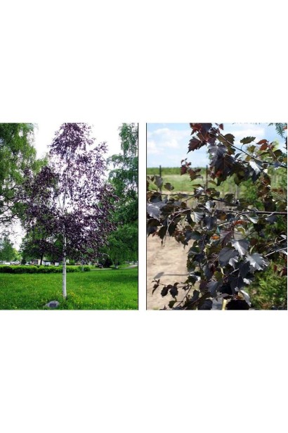 Береза плакуча Пурпуреа листопадне дерево