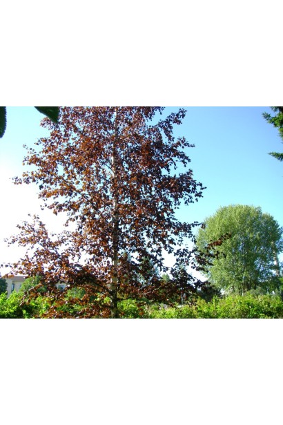 Betula pendula Purpurea
