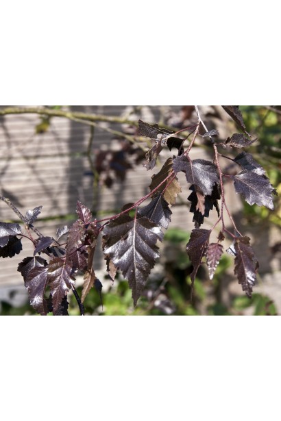 Червонолиста береза