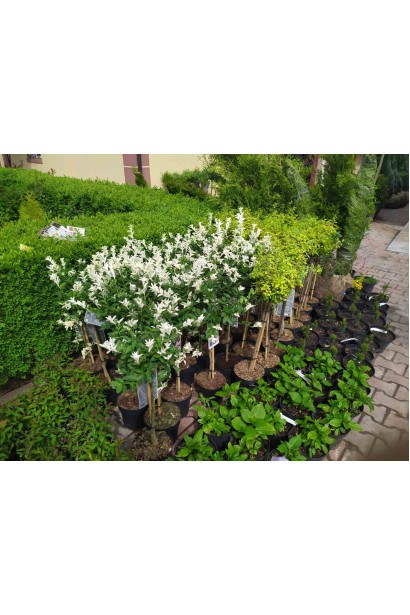 Бересклет Harlequin щеплений на штамбі