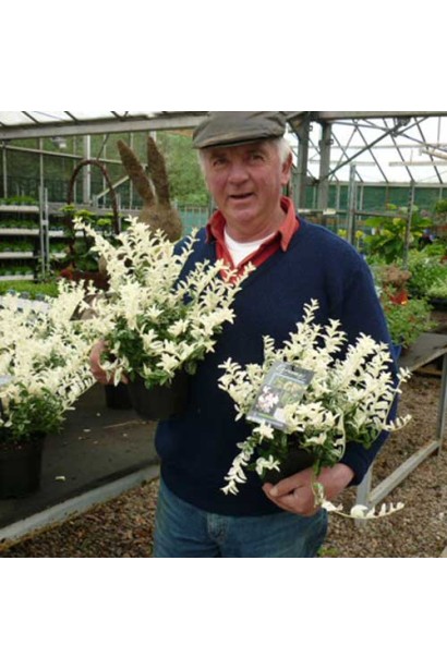 Молоде біле листя бруслини Арлекін