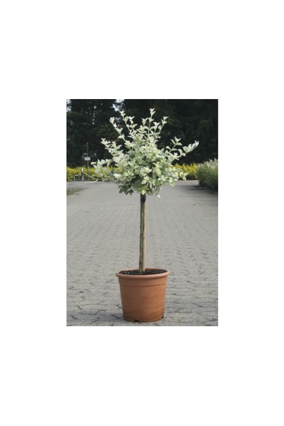 Бруслина Форчуна Арлекін на штамбі в горщику