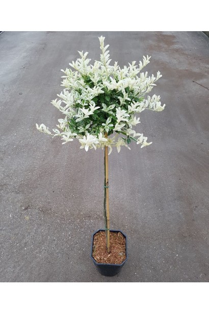 Бруслина Форчуна Арлекін на штамбі саджанець