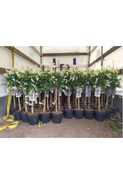 Бруслина Форчуна Арлекін на штамбі саджанці в садовому центрі