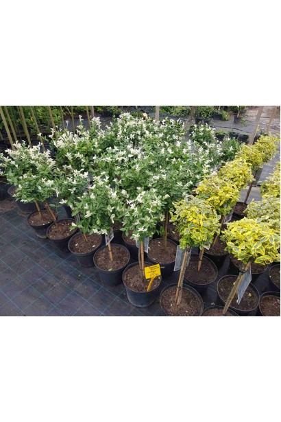 Бруслина Форчуна Арлекін штамбова форма