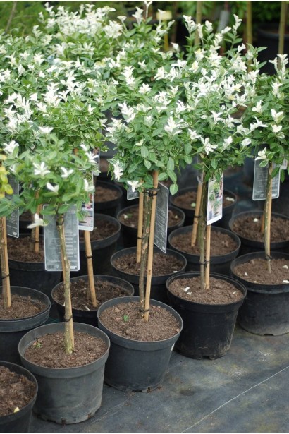 Бруслина Форчуна Арлекін на штамбі саджанці в контейнері 7,5 л