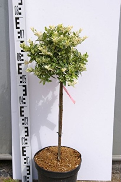 Euonymus fortunei Harlequin on stambe