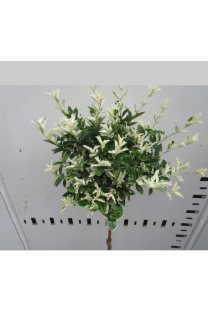 Бруслина Форчуна Арлекін на штамбі шаровидна крона