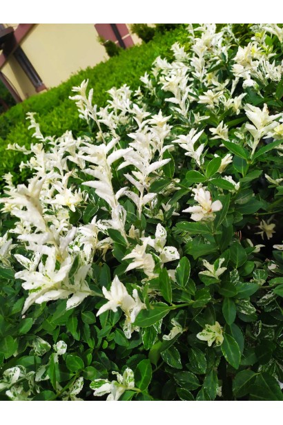 Зелено-біле листя бруслини Арлекін