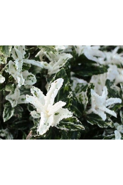 руслина Форчуна Арлекін плямисте листя