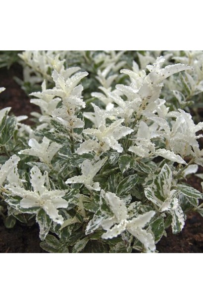 Бруслина Форчуна Арлекін на штамбі 