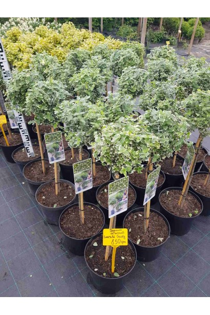 Бруслина форчуна Емеральд Гаєті на штамбі Бруслина форчуна Емеральд Гаїті на штамбі шаровидна крона